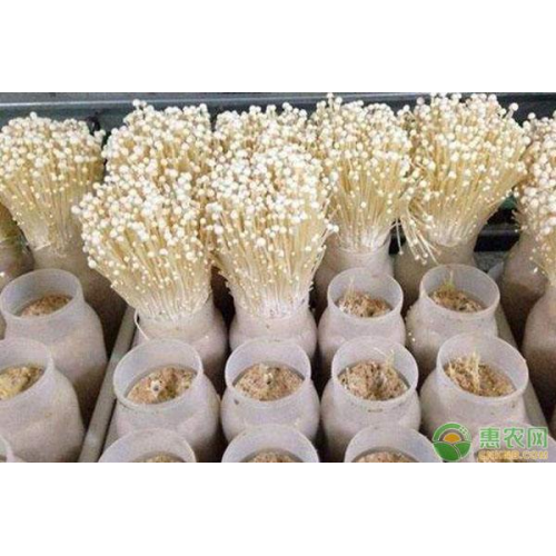 Mushroom Container Plant Factory Mushroom Container Greenhouse with Hydroponic Growing System Supplier